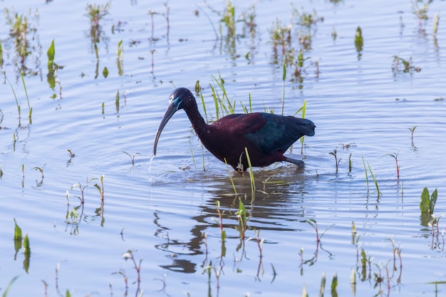 Glossy Ibis Plegadis falcinellus Wading Bird