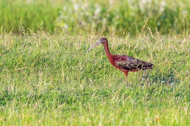 Glossy Ibis Plegadis falcinellus Wading Bird