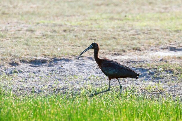 Glossy ibis plegadis falcinellus wading bird