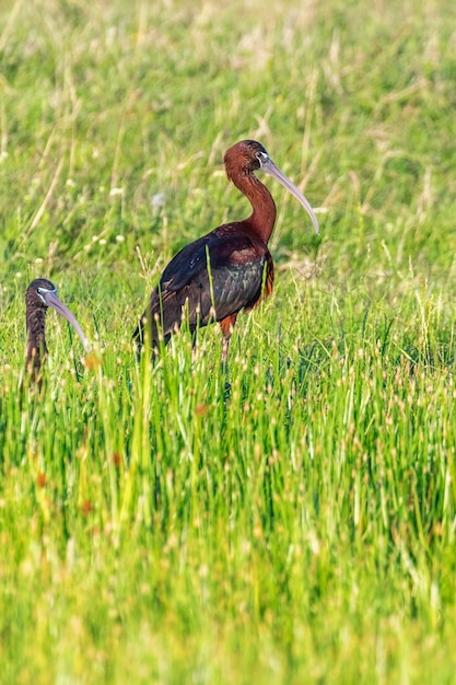 Photo glossy ibis plegadis falcinellus wading bird