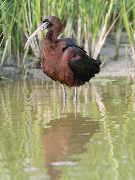 Photo glossy ibis plegadis falcinellus in a wetland