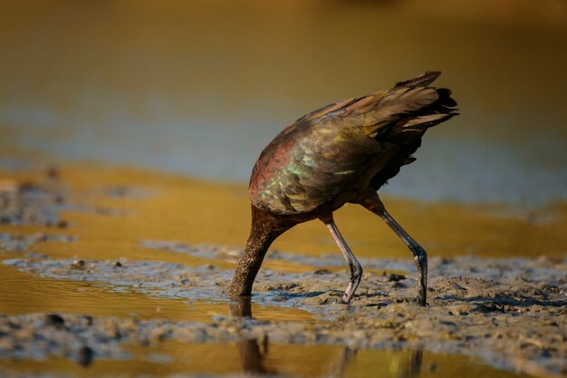 光沢のあるイビス（plegadis falcinellus）