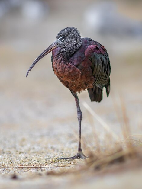 Glossy ibis