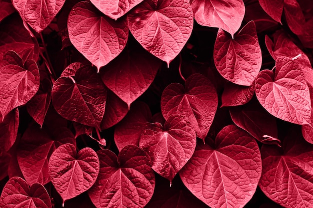 Glossy leafs in shape of heartsin monochrome red color