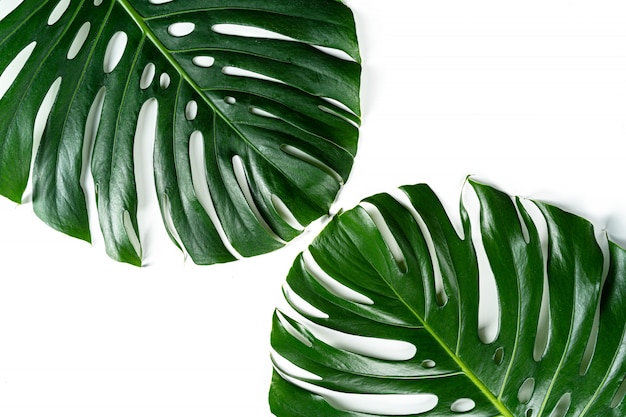 Glossy monstera leaf close up isolated on white background. Creative photo