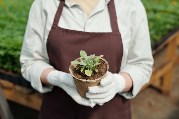 Gloved farmer holding biodegradable pot with green seedling