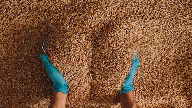 Photo a gloved hand picks up grain for tactile inspection