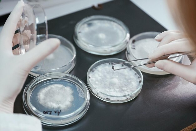 in gloves woman is working with sclerotinia that is in the rounded containers in the laboratory