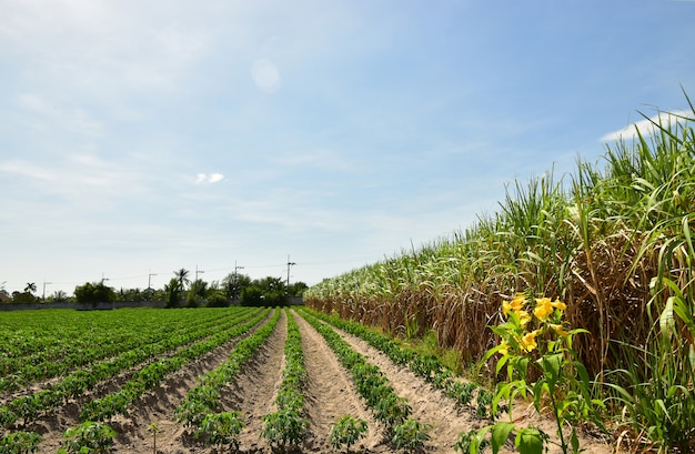 Glowing of Cassava Plantation  and the blue sky background