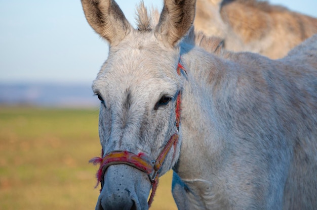 Glowing horizon, donkeys silhouetted against golden crops. Rustic charm, essence of traditional farming in a single frame