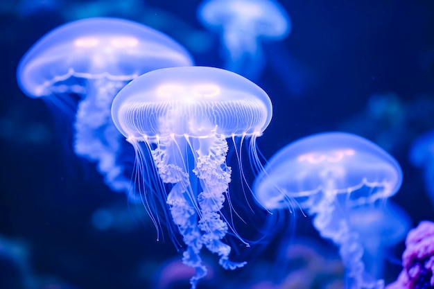 Foto meduse luminose che galleggiano graziosamente sott'acqua i loro tentacoli che si trascinano in uno sfondo oceanico blu profondo