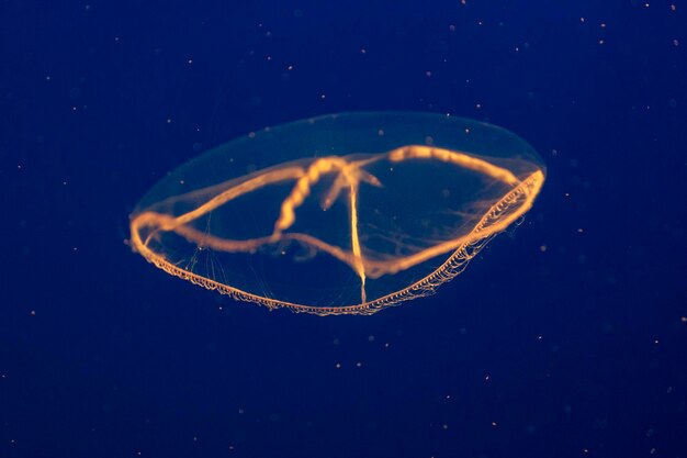 Glowing jellyfish