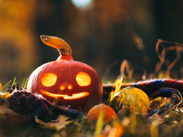 Glowing pumpkin in the autumn forest