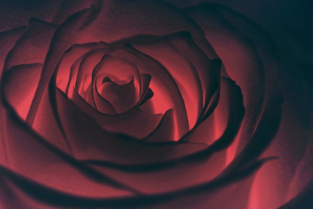 Glowing red rose in the dark closeup