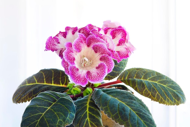 Gloxinia met bloemen in een pot op de vensterbank tegen een wit raam