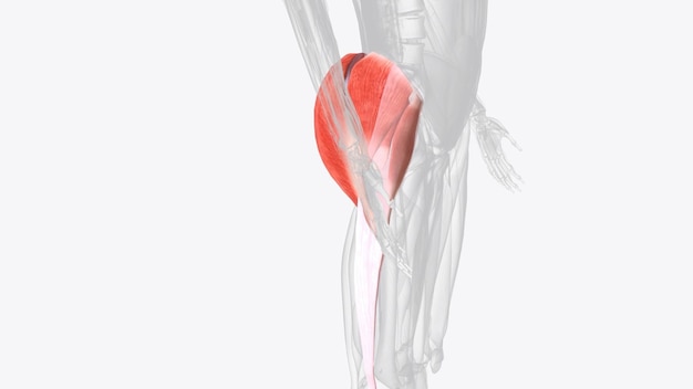 The gluteal muscles often called glutes are a group of three muscles