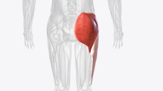 The gluteal muscles often called glutes are a group of three muscles