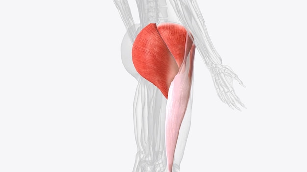 Photo the gluteal muscles often called glutes are a group of three muscles