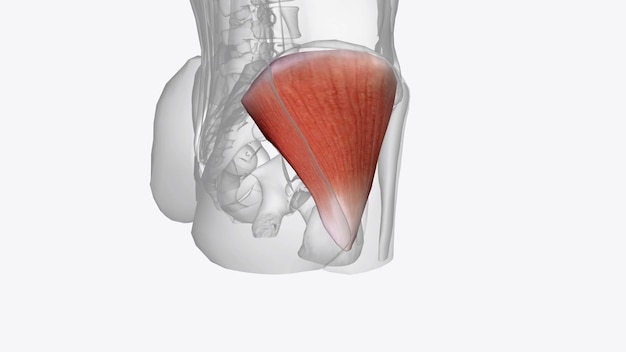 The gluteus medius one of the three gluteal muscles is a broad thick radiating muscle