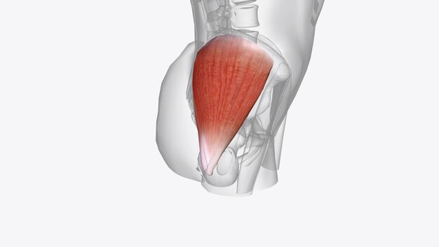 The gluteus medius one of the three gluteal muscles is a broad thick radiating muscle