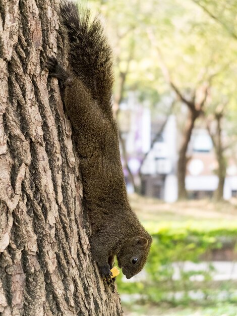 Gluttonous squirrel eats cookies upside down