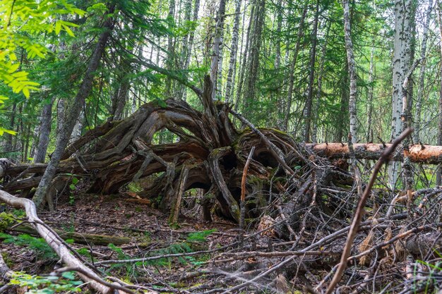 gnarled branches and roots of an upturned tree