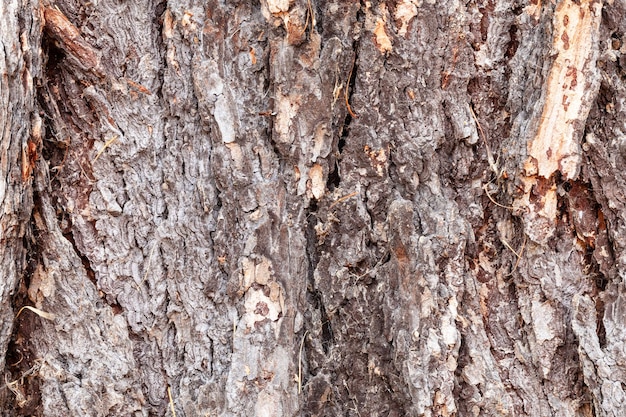 カラマツの木の古い幹に節くれだった茶色の樹皮