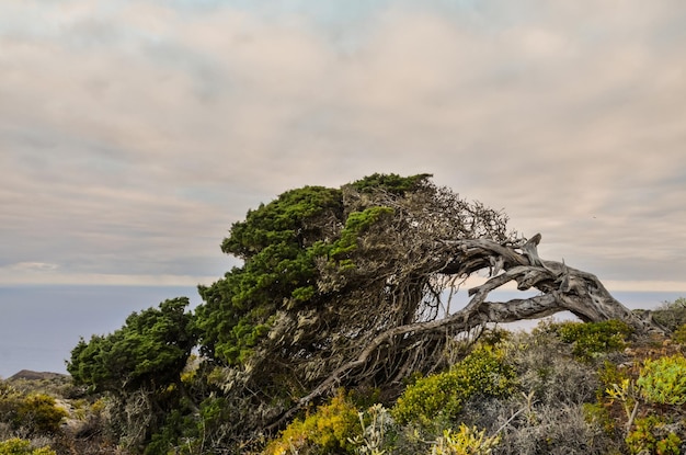 엘 히에로 섬 엘 사비나르에서 바람에 의해 모양이 변형된 꼬불꼬불한 주니퍼 나무
