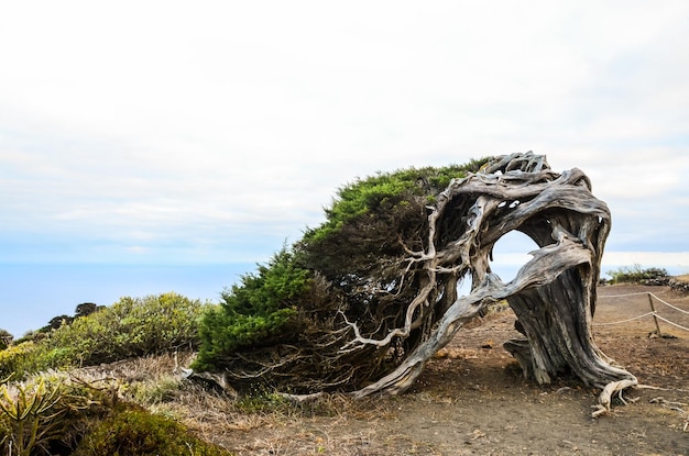 Gnarled Juniper Tree Shaped By The Wind at El Sabinar, Island of El Hierro