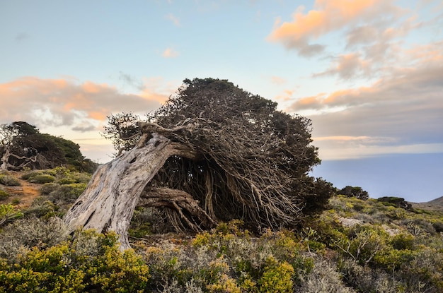 Gnarled Juniper Tree Shaped By The Wind at El Sabinar, Island of El Hierro