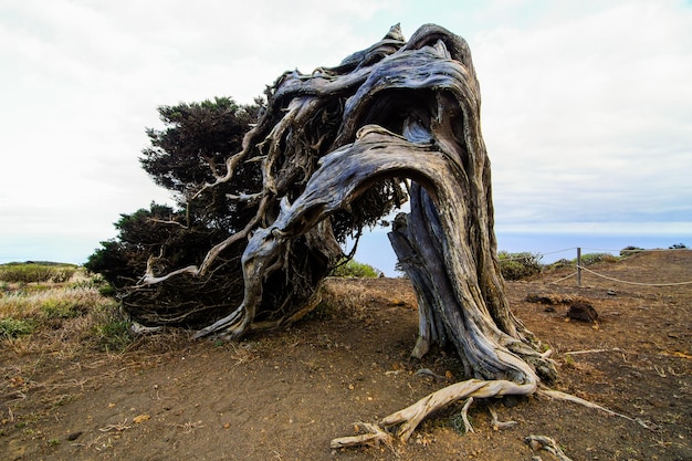 Gnarled Juniper Tree Shaped By The Wind