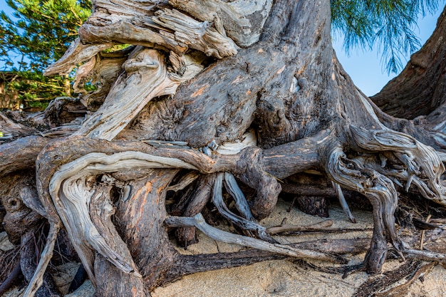 The gnarled roots of a pine tree on Sunset Beach