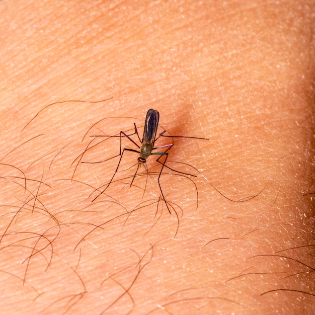 Gnat prikkende menselijke arm, pest.