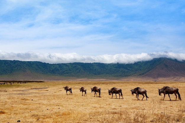 Gnoe op Ngorongoro Conservation Area krater