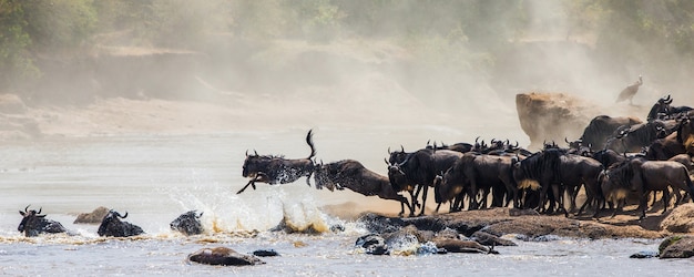 Gnoes die in Mara River springt. Grote migratie. Kenia. Tanzania. Nationaal park Masai Mara.