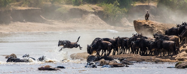 Gnoes die in Mara River springt. Grote migratie. Kenia. Tanzania. Nationaal park Masai Mara.