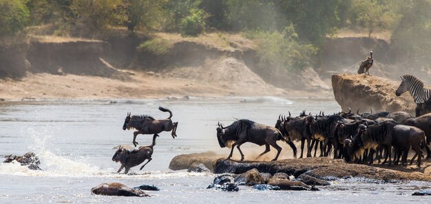 Gnoes die in Mara River springt. Grote migratie. Kenia. Tanzania. Nationaal park Masai Mara.