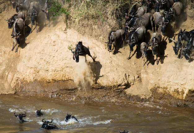 Gnoes die in Mara River springt