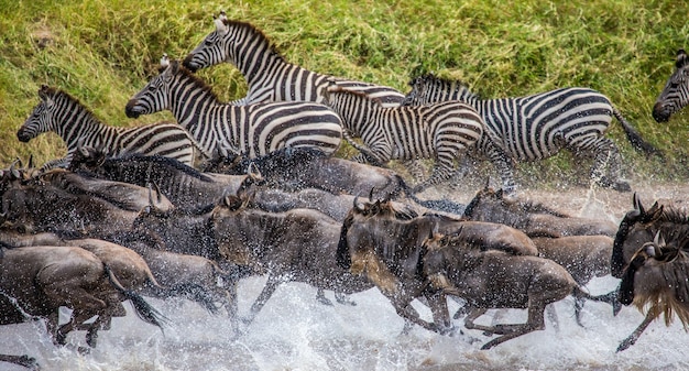 Gnoes en zebra's rennen over een kleine rivier.