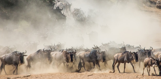 Gnoes rennen door de savanne. Grote migratie. Kenia. Tanzania. Nationaal park Masai Mara. Bewegingseffect.