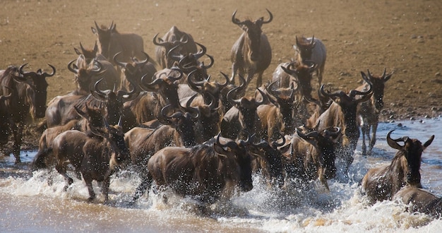 Gnoes rennen naar de Mara-rivier. Grote migratie. Kenia. Tanzania. Masai Mara Nationaal Park.