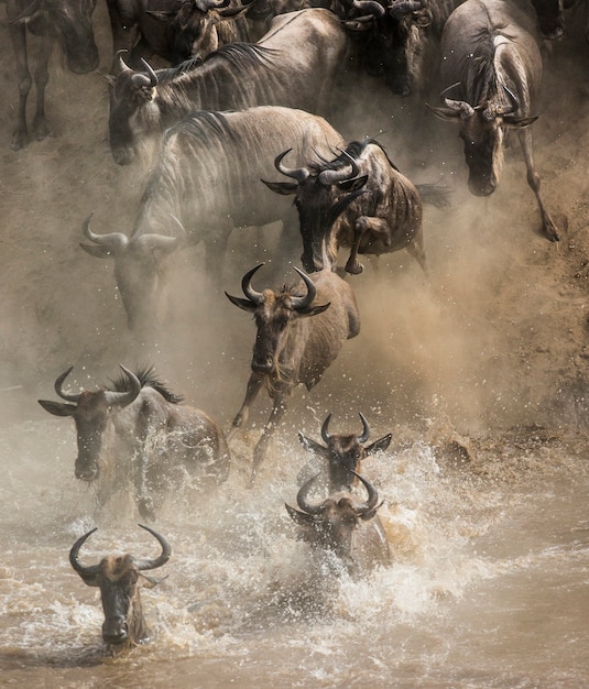 Gnoes rennen naar de Mara-rivier. Grote migratie. Kenia. Tanzania. Nationaal park Masai Mara.