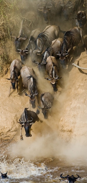 Gnoes rennen naar de Mara-rivier