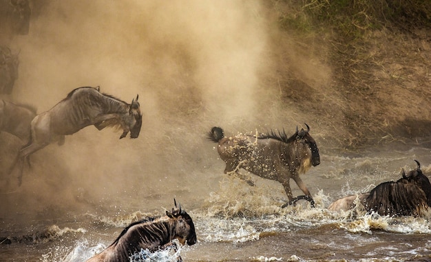 Gnoes springen in de Mara-rivier. Geweldige migratie.