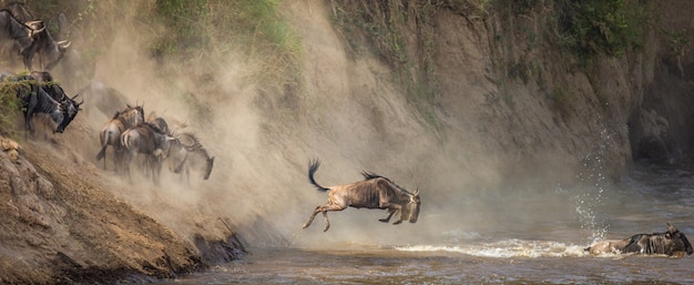 Gnoes springen in de Mara-rivier. Geweldige migratie.