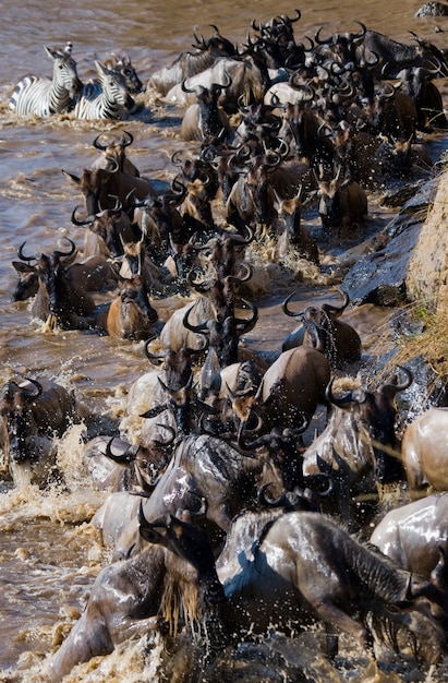 Gnoes steken de Mara-rivier over. Grote migratie. Kenia. Tanzania. Masai Mara Nationaal Park.