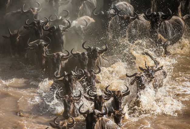 Gnoes steken de Mara-rivier over. Grote migratie. Kenia. Tanzania. Nationaal park Masai Mara.