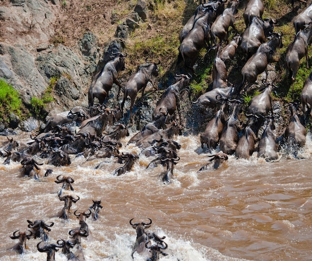 Foto gnoes steken de mara-rivier over. grote migratie. kenia. tanzania. nationaal park masai mara.