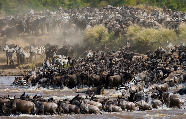 Gnoes steken de Mara-rivier over. Grote migratie. Kenia. Tanzania. Nationaal park Masai Mara.