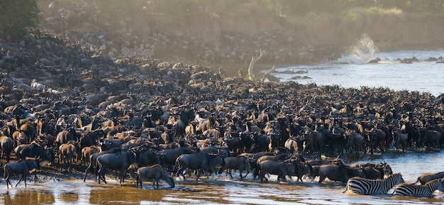 Gnoes steken de Mara-rivier over